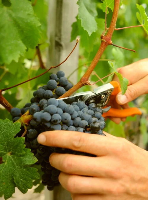 Portrait of winemaker